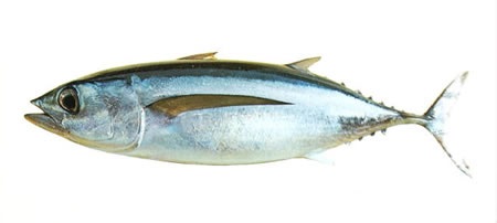 Bodega Bay #8 Albacore